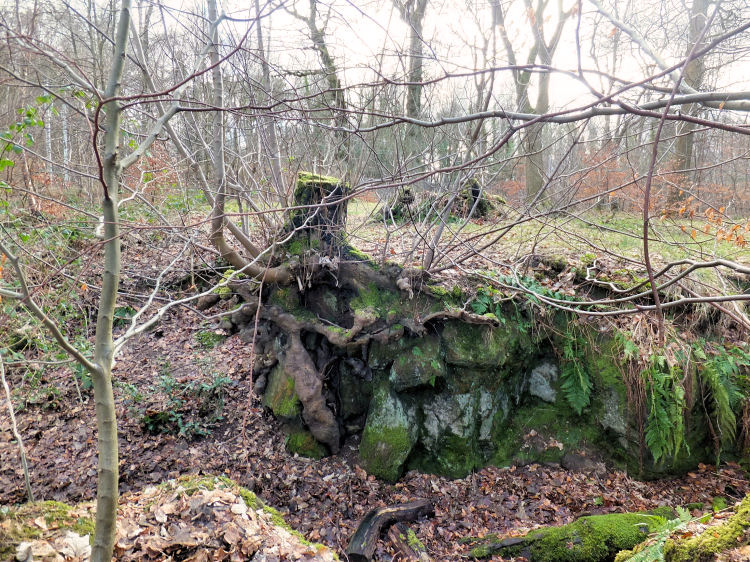 Outcrop of rock in woodland surrounding old Giffnock quarries