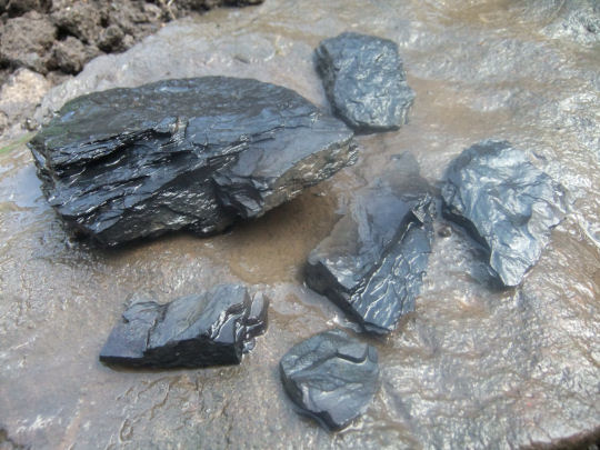 Fragments of shale from Linn Park, Cathcart