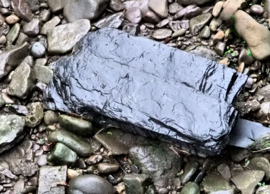 Huge slab of  black shale on exposed river bed