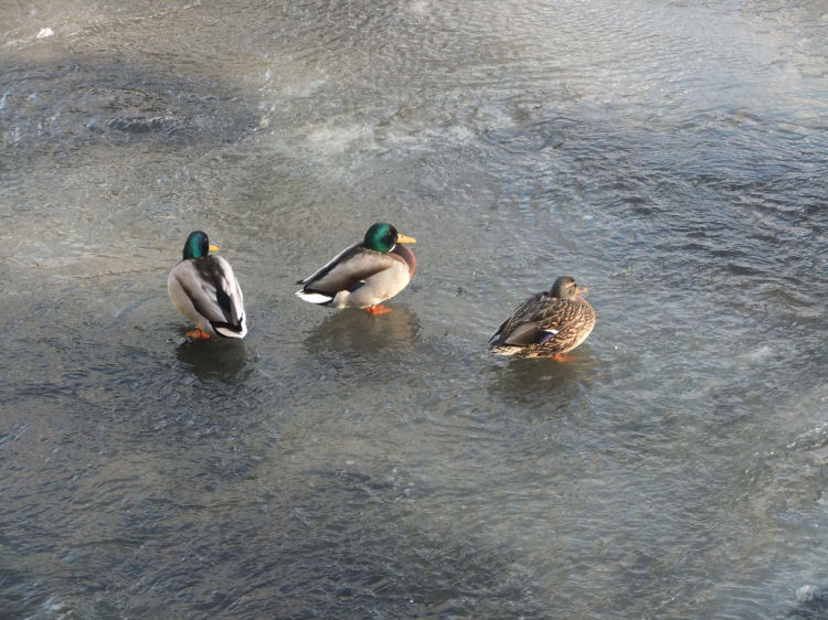 Ducks standing on the ice on White Cart water