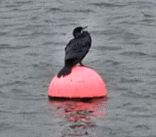 Cormorant on the Clyde at Govan
