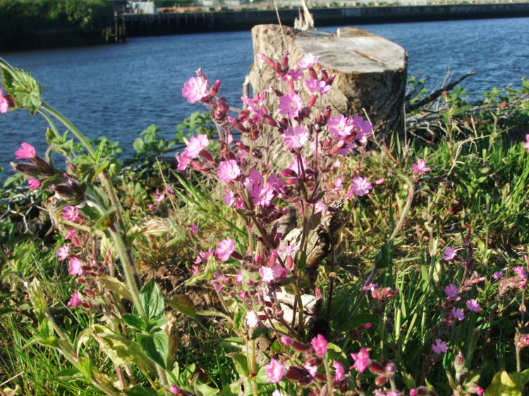 Wild flowers on the riverside in Govan
