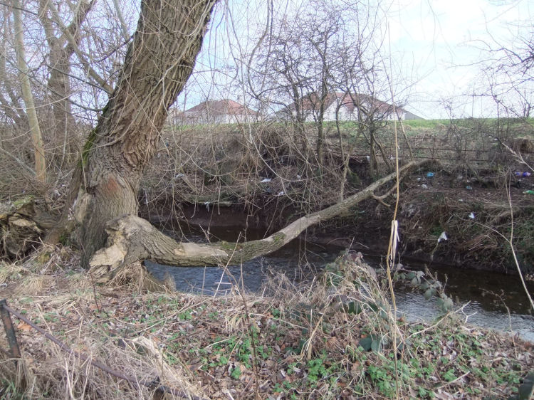 Tree forming improvised bridge across Levern Water