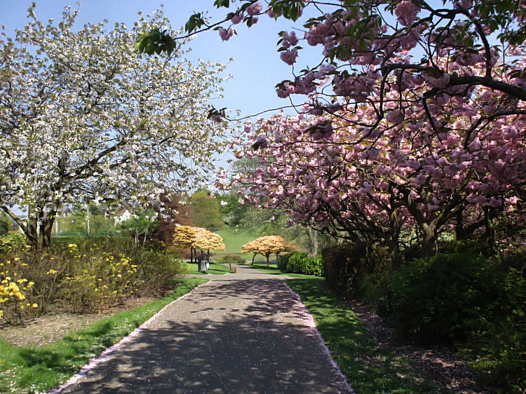 Springtime in Newlands Park