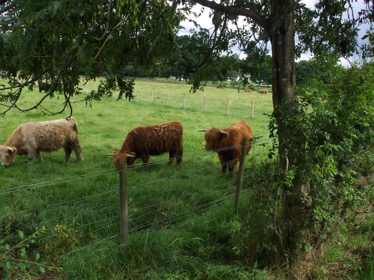 Highland Cattle grazing in Pollok Country Park