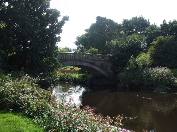 Ducks swimming along White Cart Water