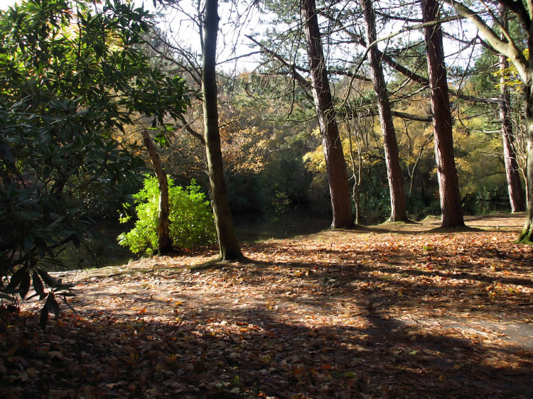 Trees and shadows at the North Wood in Pollok Country Park