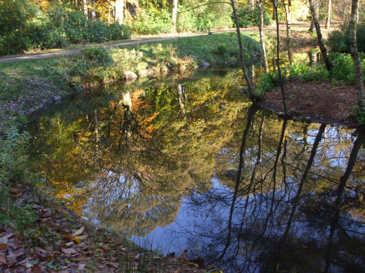 Pathway past pond in North Wood, Pollok Country Park