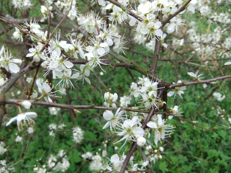 White springtime blossom growing at side of riverside path