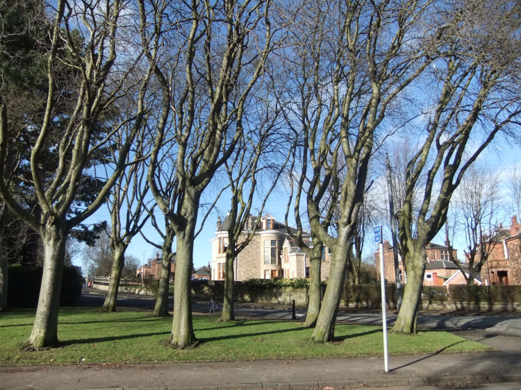 Trees growing alongside the pavements of Pollokshields