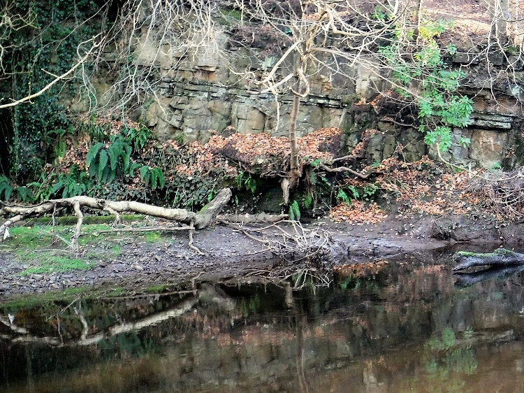 Stratified layers of rock on riverside close to Linn Falls