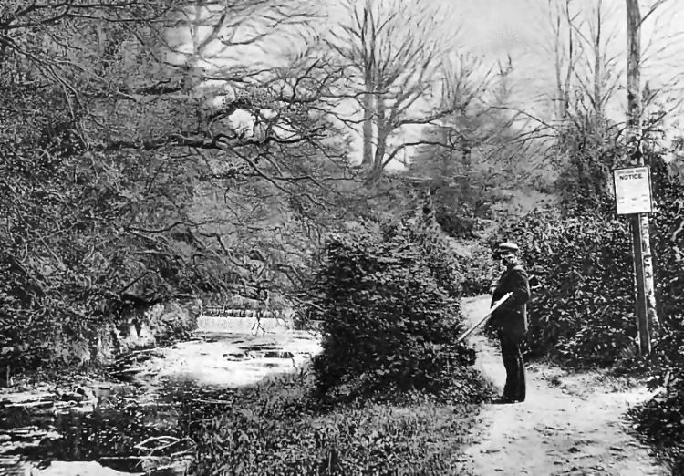 Gamekeeper standing downstream from weir on Auldhouse Burn, Rouken Glen