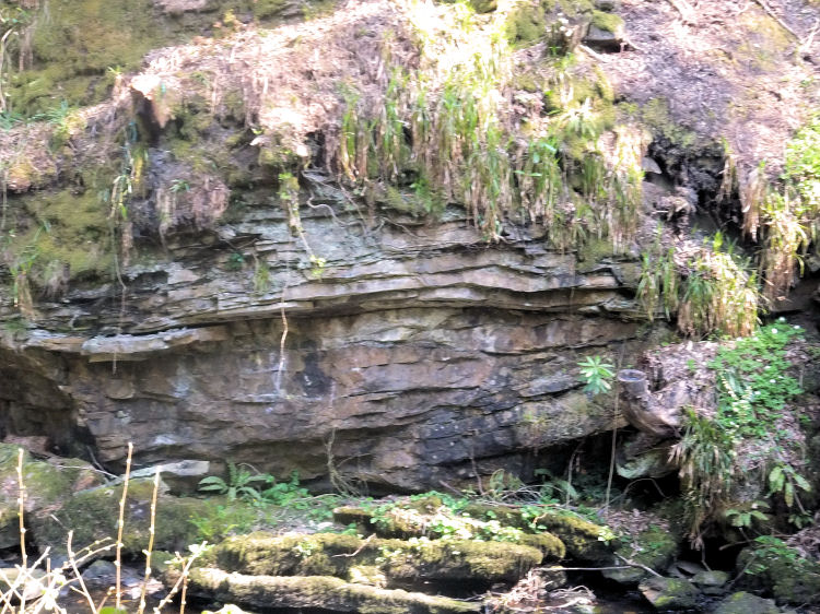 Horizontal beds of  sandstone and limestone at Rouken Glen