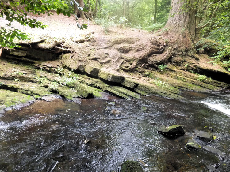 Exposed layers of sedimentary rock surrounding tree roots at Rouken Glen 