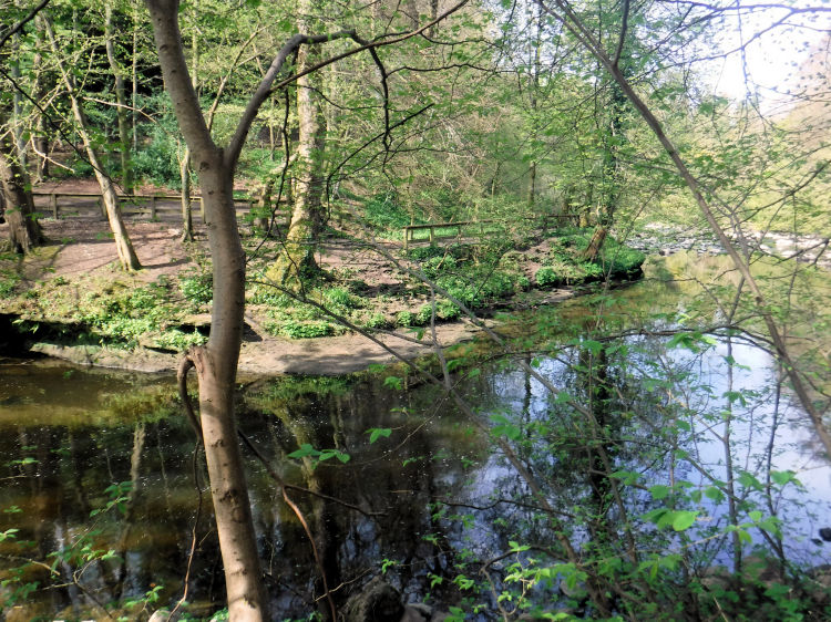 White Cart Walkway viewed from Linn Park 