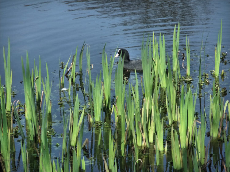 Coot among the rushes at Bingham's Pond, Glasgow